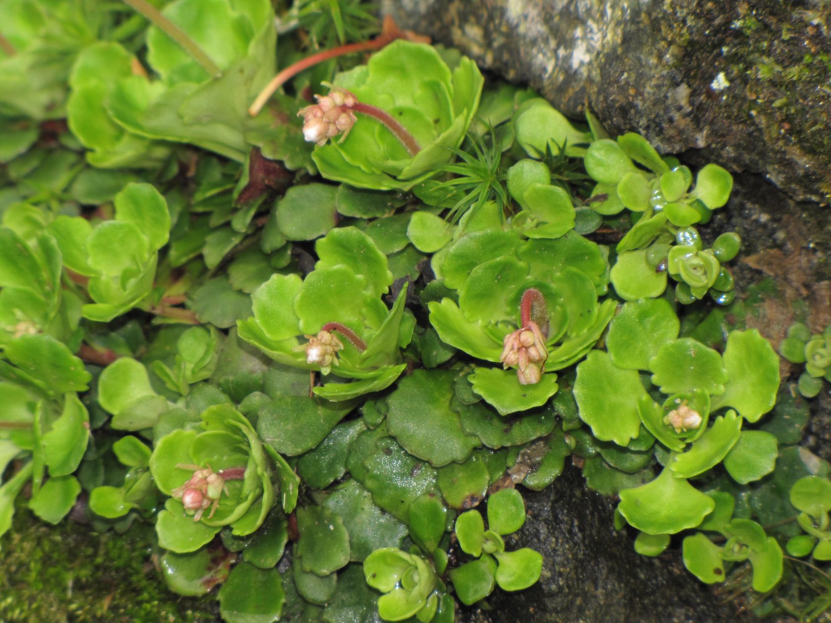 Saxifraga cuneifolia